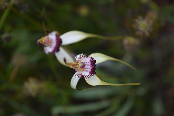 Caladenia - Orchid-spider-0044.JPG